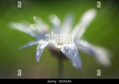 Ochsen-Auge Gänseblümchen, Leucanthemum x Superbum "Becky", einzelne Blume mit Regentropfen in der Sonne bedeckt. Stockfoto