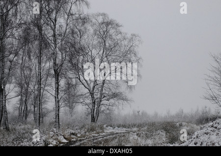 Schnee-Deckel-Waldweg in der Nähe von Sherrifmuir, Stirling, Schottland. Stockfoto