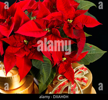 Rot Weihnachten Blume Weihnachtsstern mit goldenen Geschenke Stockfoto