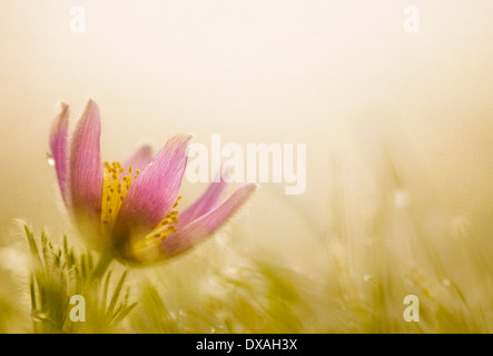 Küchenschelle Pulsatilla Vulgaris, einzelne Blume unten links in der Frame-Hintergrundbeleuchtung im morgendlichen Sonnenlicht. Stockfoto