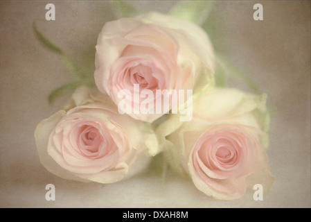 Rose, Rosa, drei rosa Blüten, gruppiert zusammen umgeben von einer strukturierten malerischen Hintergrund geben eine romantische Atmosphäre. Stockfoto