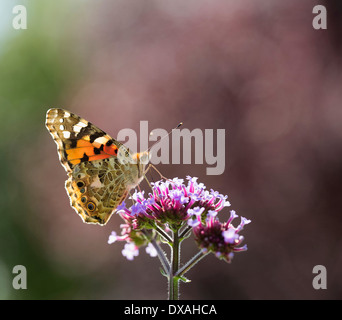 Brasilianische Eisenkraut, Verbena Bonariensis mit Distelfalter Schmetterling, Hintergrundbeleuchtung. Stockfoto