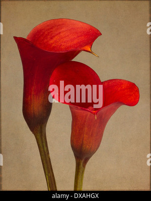 Calla Lily, Zantedeschia Rehmannii 'Mango', zwei rote Blüten nah beieinander in einer intimen Position. Stockfoto