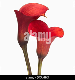 Calla Lily, Zantedeschia Rehmannii 'Mango', zwei rote Blüten nah beieinander in einer intimen Position. Stockfoto
