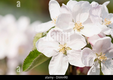 Apfel, Malus Domestica 'Fiesta', Blüten blühen. Stockfoto