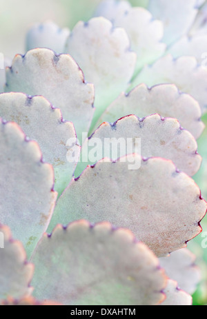 Lavendel Jakobsmuscheln, Bryophyllum Fedtschenkoi, Nahaufnahme zeigt Muster. Stockfoto