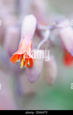 "Muscheln" Lavendel, Bryophyllum Fedtschenkoi, orange farbigen Blume entstehen. Stockfoto