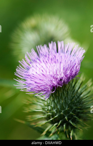 Distel, Eselsdistel Onopordum Acanthium. Stockfoto