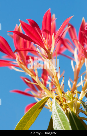 Fraser Photinia, Photinia X fraseri durch Anlage in blauen Himmel blickte. Stockfoto