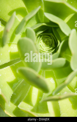 Aeonium, Baum Aeonium, Aeonium Arboreum, Nahaufnahme zeigt Muster. Stockfoto
