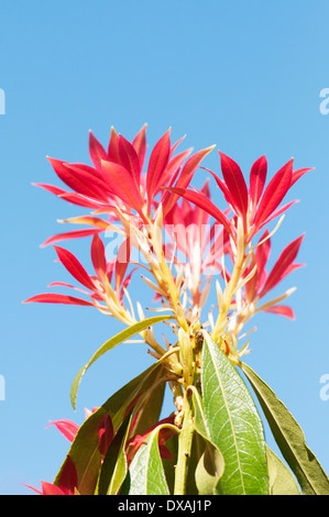 Fraser Photinia, Photinia X fraseri durch Anlage in blauen Himmel blickte. Stockfoto