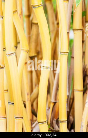 Bambus, gelb-Nut Bambus, Phyllostachys Aureosulcata, Seitenansicht zeigt Stamm Details. Stockfoto