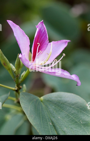 Orchidee-Baumes, Bauhinia Variegata, lila Blüten. Stockfoto