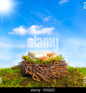 Nest mit Eiern auf grünem Gras über schönen sonnigen blauen Himmel Stockfoto