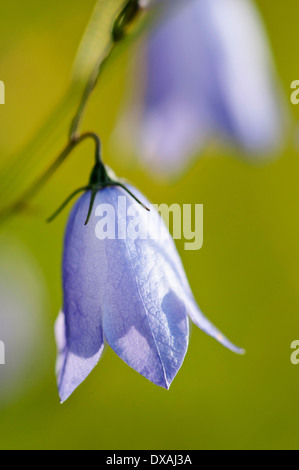 Glockenblume, Campanula Rotundifolia, bläulich lila Blüten hängen. Stockfoto