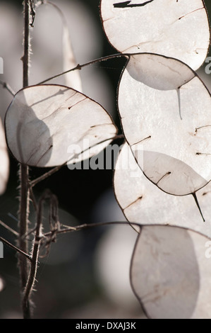 Ehrlichkeit, Lunaria Annua, Nahaufnahme von transluzenten papierartigen Samenkapseln. Stockfoto