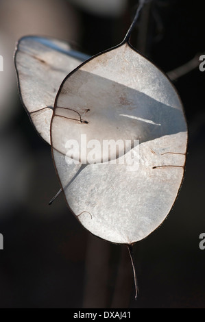 Ehrlichkeit, Lunaria Annua, Nahaufnahme von transluzenten papierartigen Samenkapseln. Stockfoto