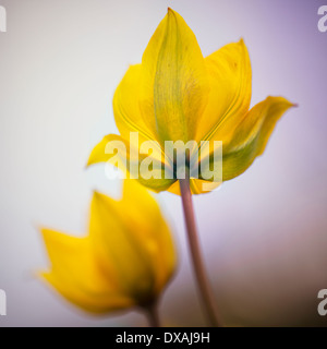 Wilden gelben Wald Tulpen, Tulipa Sylvestris, einzelne scharf Blume mit einem anderen weichen Blume hinter. Stockfoto