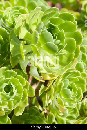 Aeonium, Baum Aeonium, Aeonium Arboreum, Nahaufnahme zeigt Muster. Stockfoto