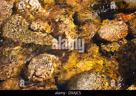 Gold farbigen Steinen im Wasser, Mary Ann fällt, Cape Breton, Kanada. Stockfoto