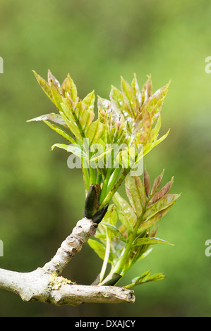 Asche, europäischer Esche, Fraxinus Excelsior, neues Wachstum. Stockfoto