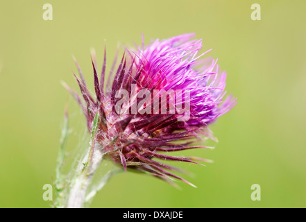 Nickende Distel, Blütenstandsboden Nutans, lila spikey Blume. Stockfoto