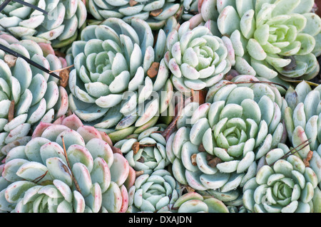 Echeveria, Echeveria Elegans, Nahaufnahme zeigt enge Blumenmuster. Stockfoto