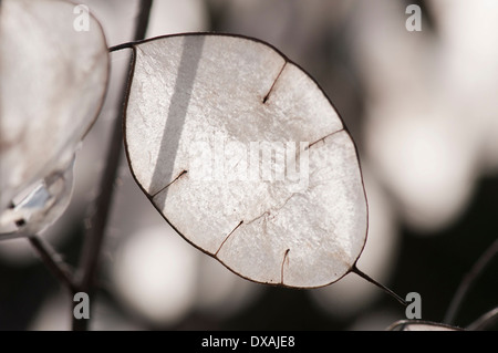 Ehrlichkeit, Lunaria Annua, Nahaufnahme von transluzenten papierartigen Samenkapseln. Stockfoto