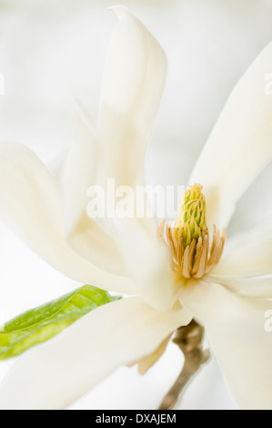 Magnolie, Magnolia "Gold Star", hautnah Deatil der Blume. Stockfoto