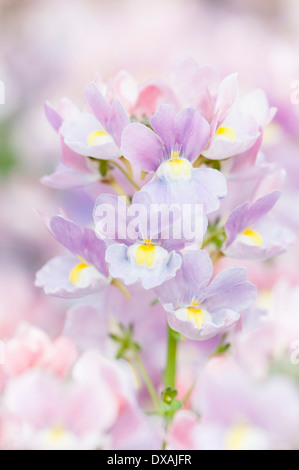 Nemesia Nemesia 'Amelie', Nahaufnahme von lila Blüten. Stockfoto