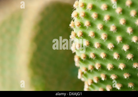Polka Dot Kaktus, Bunney Ohren, Opuntia Microdasys Aureispina hautnah Deatil zeigt Textur. Stockfoto
