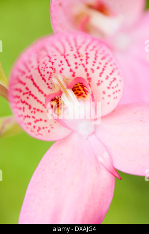 Orchidee, Orchideen, Disa Disa X watsonii Orchidae Disa X watsonii deail der rosa Blume. Stockfoto