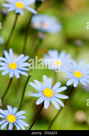 Daisy, Blaues Gänseblümchen, Felicia Amelloides. Stockfoto