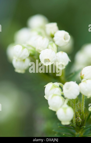 Aleutian Mountainheath, Phyllodoce Aleutica, zarten weißen Blüten. Stockfoto