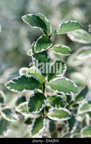 Pittosporum, Pittosporum Tenuifolium "Marjory Channon", grüne Fliage mit weißen Rändern. Stockfoto