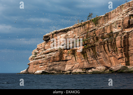 Nördlichen Tölpelkolonie Stockfoto