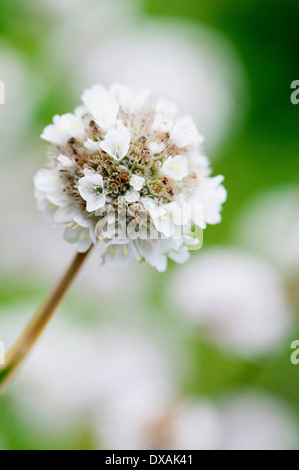 Sparsamkeit, Armeria Juniperifolia 'Alba', hautnah. Stockfoto