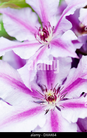 Clematis 'Ooh la la', 2 überlappende Blumen. Stockfoto