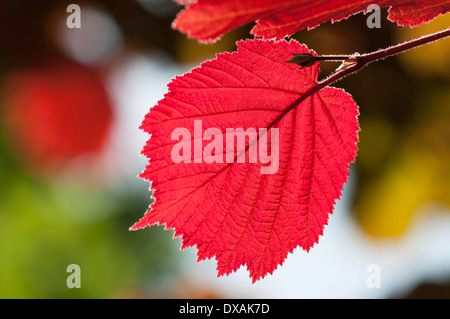 Hazel, lila rotblättrige Haselnuss, Corylus Maxima 'Purpurea', hinterleuchtete Blatt roten Farbe zeigen. Stockfoto