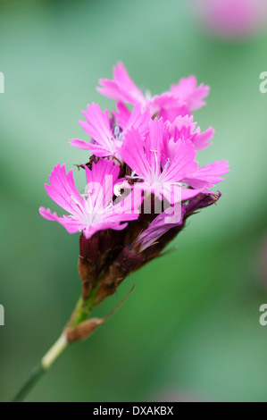 Kartäuser rosa, Dianthus Carthusianorum, Nahaufnahme der Blüten. Stockfoto