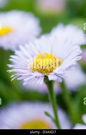 Berufkraut, blass lila Strand-Aster, Erigeron Glaucus "Westlichen Hügel", hautnah. Stockfoto