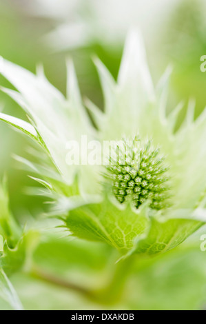 Meer-Holly, bekannt als Miss Wilmott Ghost, Eryngium Giganteum. Stockfoto