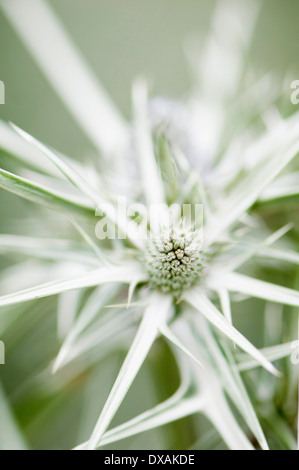 Meer Holly, Eryngium Variifolium Nahaufnahme Blume. Stockfoto