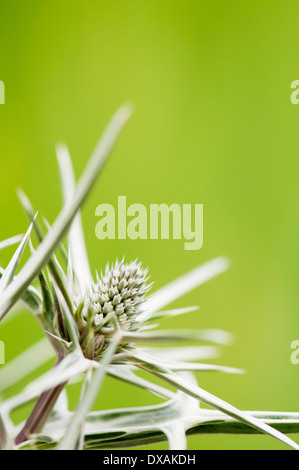 Meer Holly, Eryngium Variifolium Nahaufnahme Blume. , Stockfoto