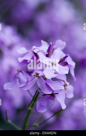 Süße Rakete, Hesperis Matronalis Blume. Stockfoto