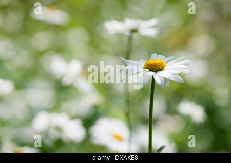 Daisy, Ochsen-Auge Daisy, Leucanthemum Vulgare, einzelne Stängel im Fokus. Stockfoto