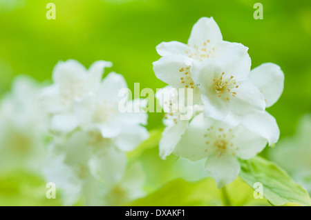 Mock Orange, Philadelphus Coronarius, Stielen. Stockfoto
