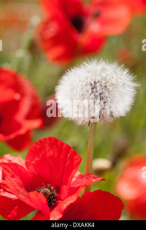 Löwenzahn, Taraxacum Officinale, Seedhead unter dem Feld Mohn, Papaver Rhoeas wächst. Stockfoto