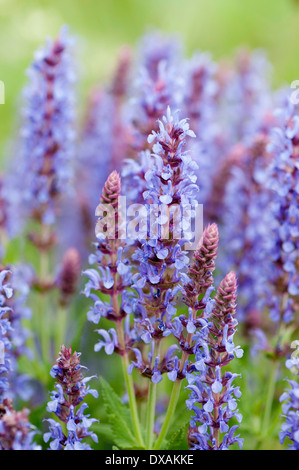 Holz Salbei, Salvia X sylvestris "Blauhugel". Stockfoto