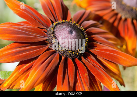 Sonnenhut, Rudbeckia Hirta "Moreno", orange gefärbte Mahagoni Blume zeigt Ring der gelben Staubgefäßen um die schwarzen Kegel. Stockfoto